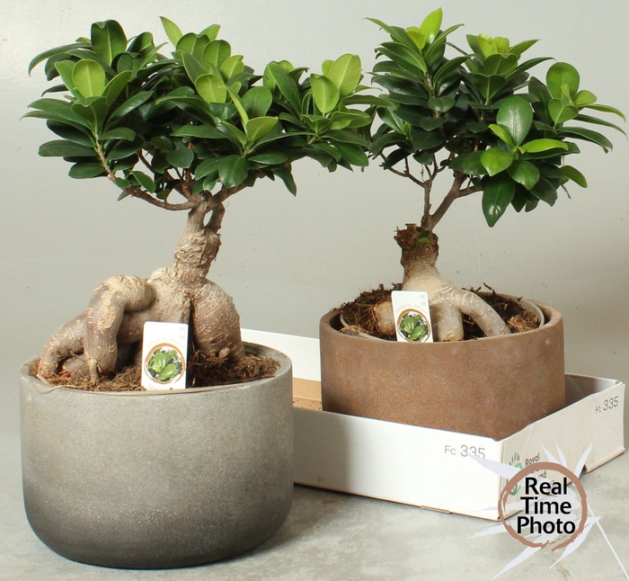 <h4>FIC MI GINSENG</h4>