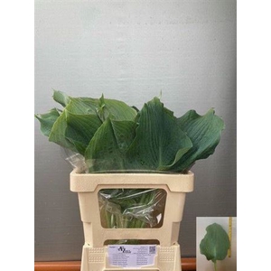 Hosta Overig