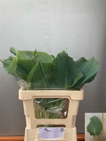 <h4>Hosta Overig</h4>