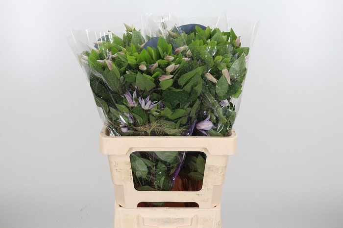 <h4>Clem Amazing Miami</h4>