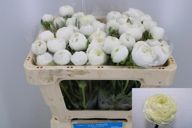 <h4>RAN AAZUR WHITE</h4>