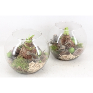 arr4 Amaryllis MB - Glas bol 285/5