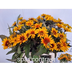 Heliop Spar Contrast