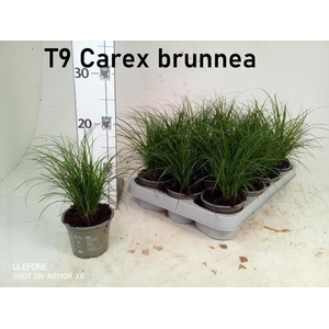 CAREX BRUNNEA