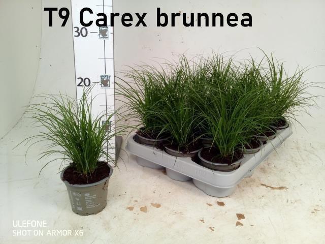 <h4>CAREX BRUNNEA</h4>