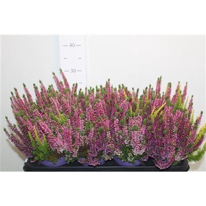 Callu Bl Milca Gem