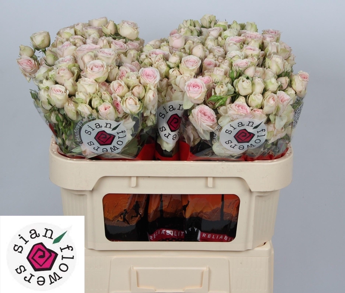 <h4>R TR SWEET BLOSSOMS</h4>
