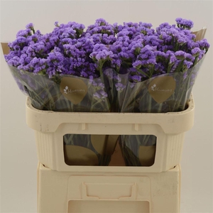 Statice Happy Wings | Heavy Quality