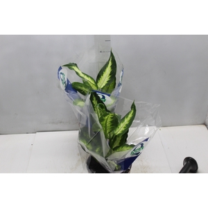 DIEFFENBACHIA VARIADO P17