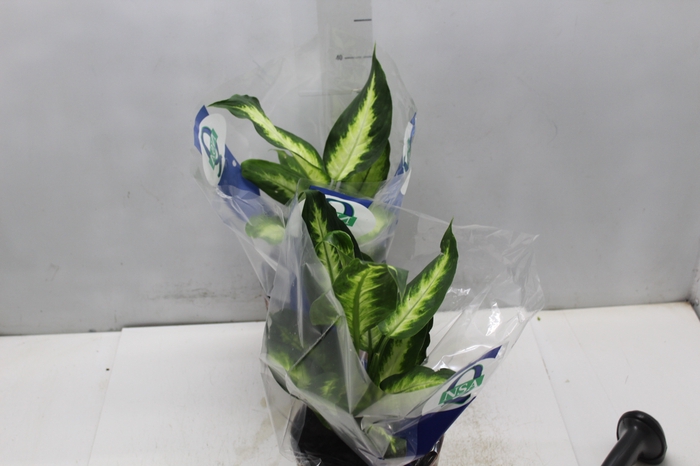 <h4>DIEFFENBACHIA VARIADO P17</h4>