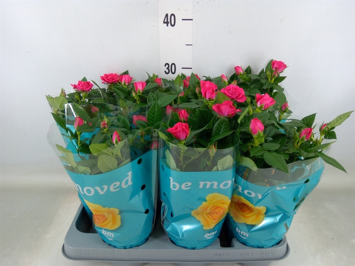 <h4>Rosa  'Purple Jewel'</h4>