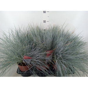 Festuca glauca 'Intens Blue'