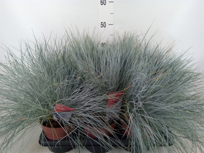 <h4>Festuca glauca 'Intens Blue'</h4>