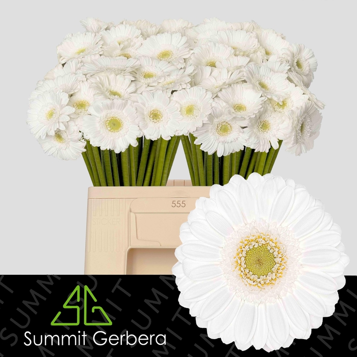 <h4>Germini Lobby Water/Hoes x80</h4>