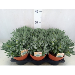 Crassula  'Tarantula'