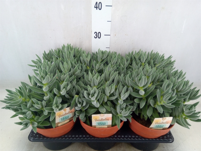 <h4>Crassula  'Tarantula'</h4>