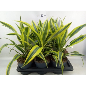 Dracaena fr de 'LemonLime'