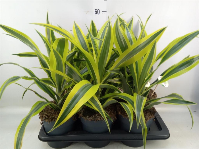 <h4>Dracaena fr de 'LemonLime'</h4>