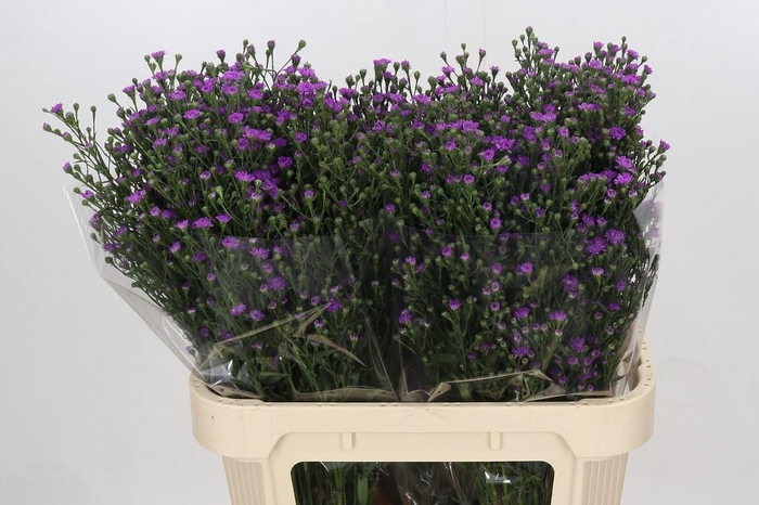 <h4>Aster Baby Pink</h4>