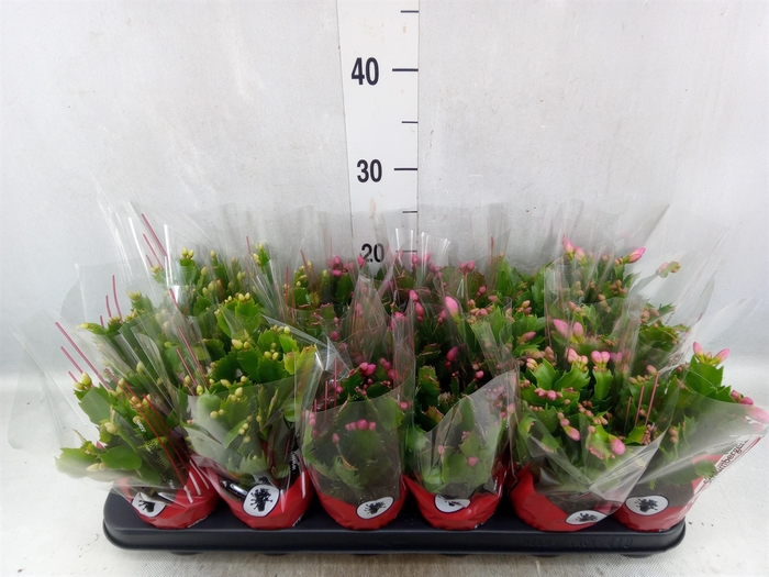 <h4>Schlumbergera   ...</h4>