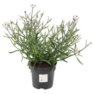 VERBENA BONARIENSIS 'LOLLIPOP' P1