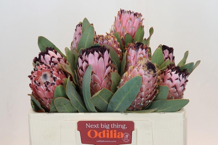 <h4>PROTEA MAGNIFICA</h4>