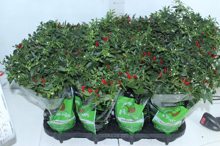 <h4>PIMENTA MALAGUETINHA P14</h4>