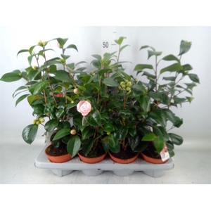 Camellia japonica