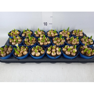 Ornithogalum balansae