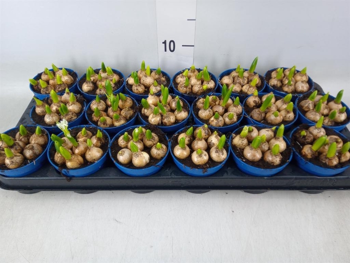 <h4>Ornithogalum balansae</h4>