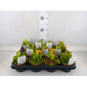 Vleesetende planten