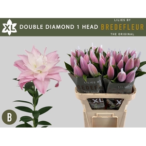 LI OR DU DOU DIAMOND 1 HEAD