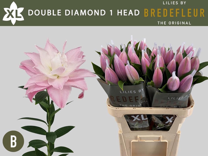 <h4>LI OR DU DOU DIAMOND 1 HEAD</h4>