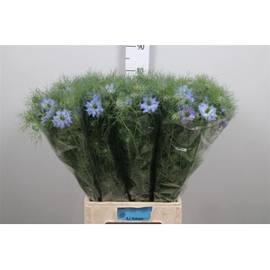 Nige D Mystry Blue