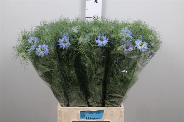 Nige D Mystry Blue