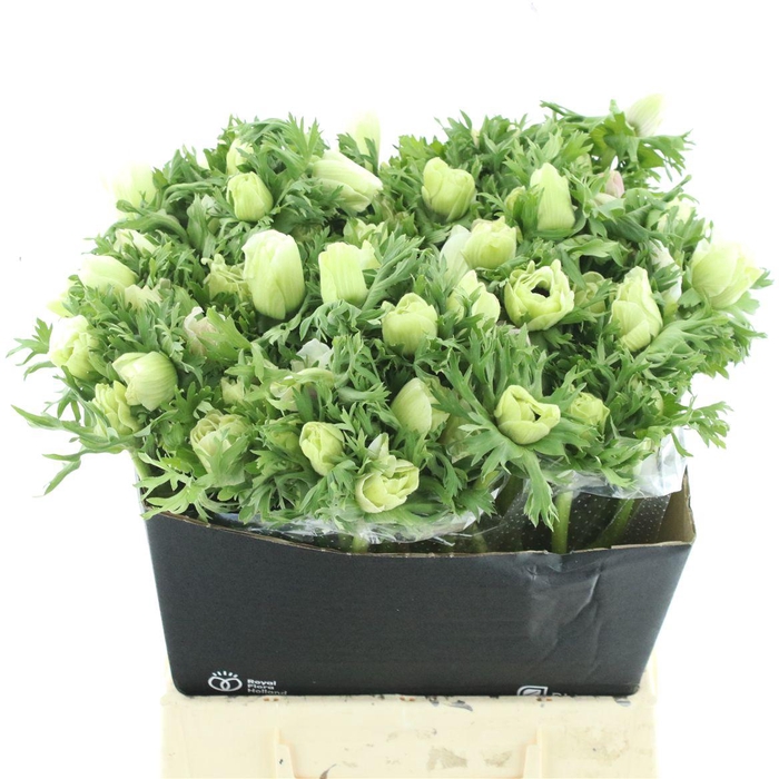 <h4>Anem Co Mar White</h4>