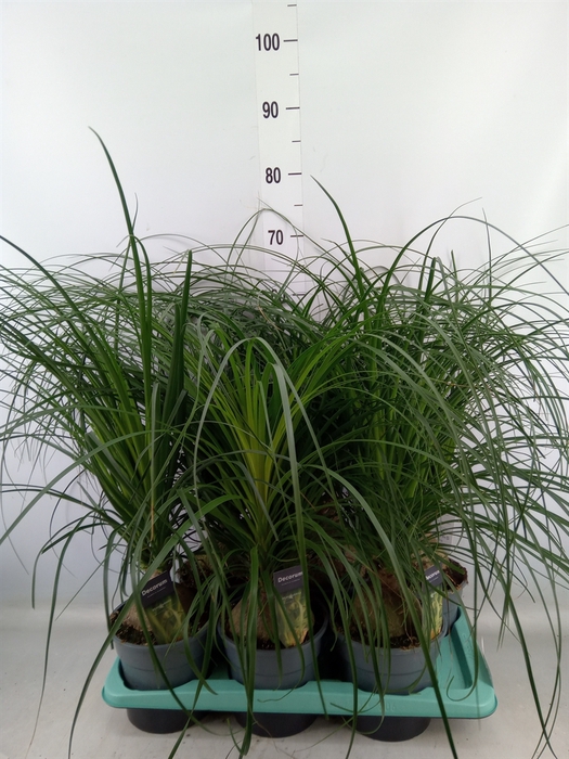 <h4>Beaucarnea recurvata</h4>