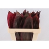 Cordyline Red Leaf 65cm