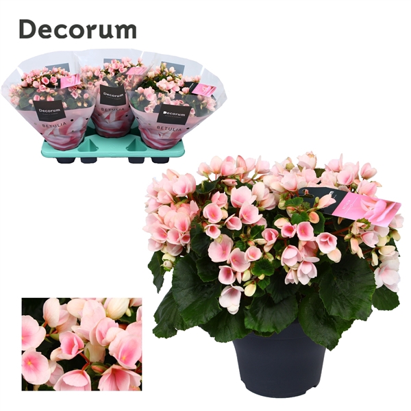 <h4>Begonia betulia''light'' licht rose Decorum</h4>