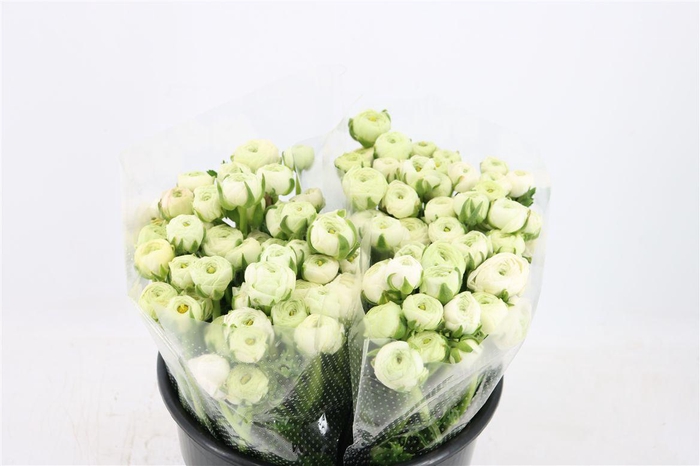 <h4>Ran Amandine White</h4>