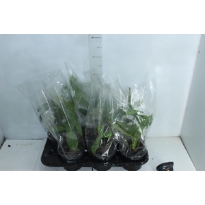 PHILODENDRON PANDURIFORME P15