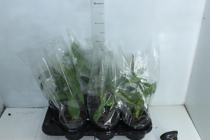 <h4>PHILODENDRON PANDURIFORME P15</h4>