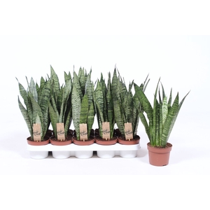 Sansevieria zeylanica