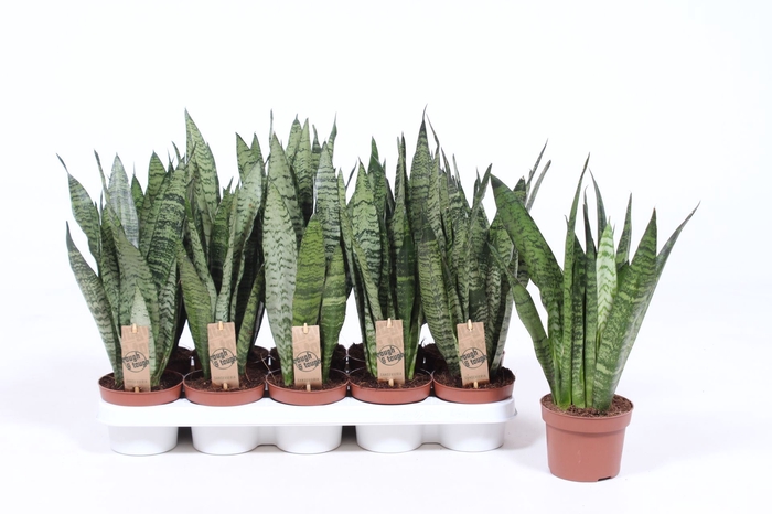 <h4>Sansevieria zeylanica</h4>