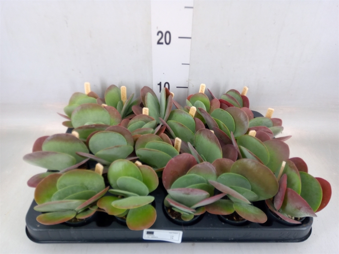 <h4>Kalanchoe NF thyrsiflora</h4>