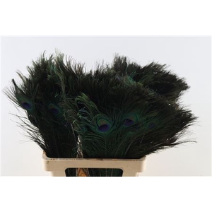 Feather Peacock 60-70cm Natural