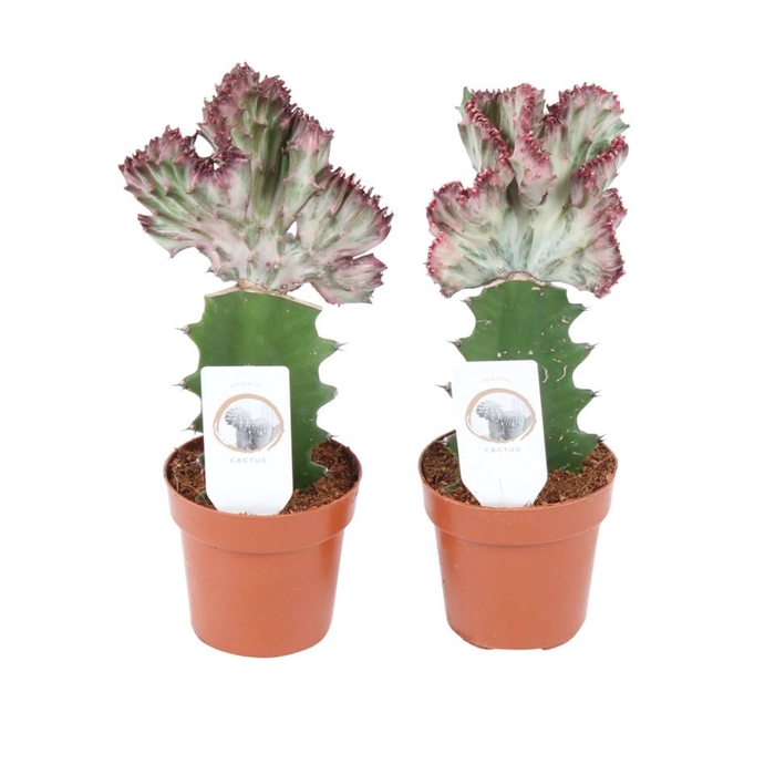 <h4>Euphorbia lactea 'Cristata'</h4>