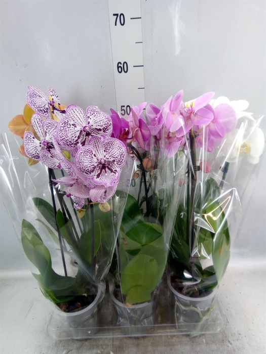 <h4>Phalaenopsis  'Elegant Cascade'</h4>