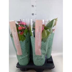 Anthurium andr. 'Cavalli'