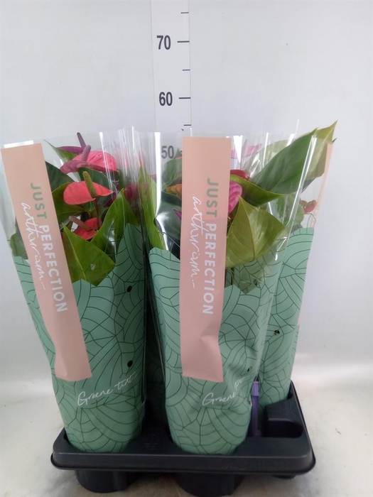 <h4>Anthurium andr. 'Cavalli'</h4>